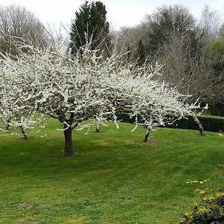 Rectoral De Castillon